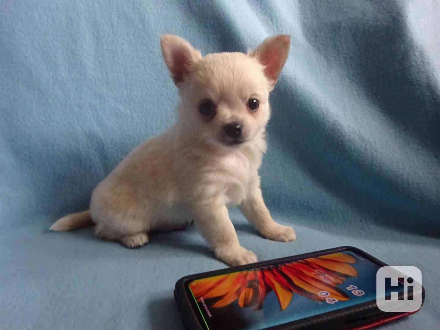  Štěňátko čivava bez PP, pejsek dlouhosrstý.  - foto 1