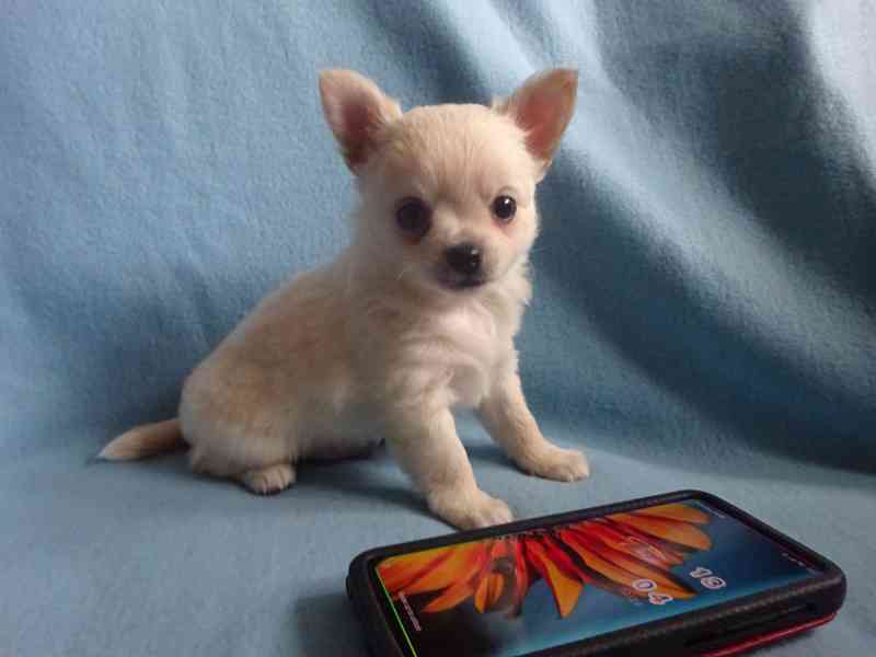  Štěňátko čivava bez PP, pejsek dlouhosrstý.  - foto 1