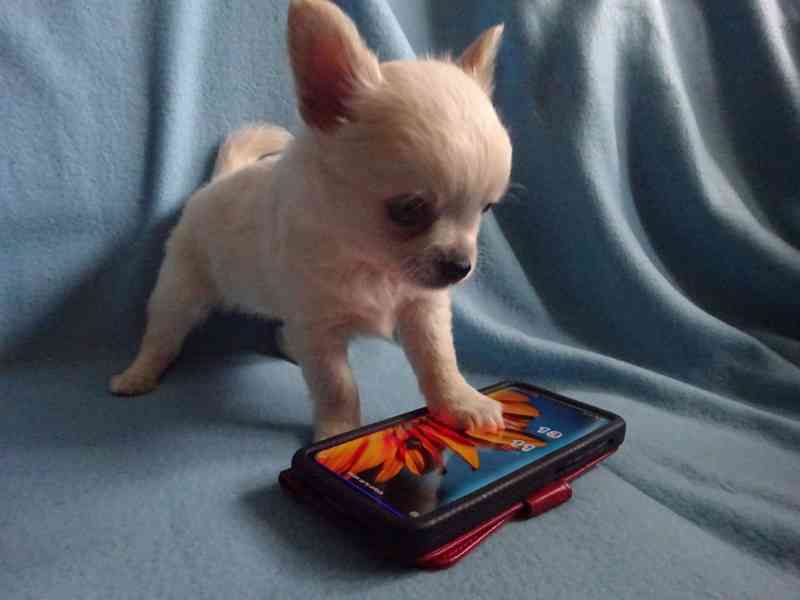  Štěňátko čivava bez PP, pejsek dlouhosrstý.  - foto 5