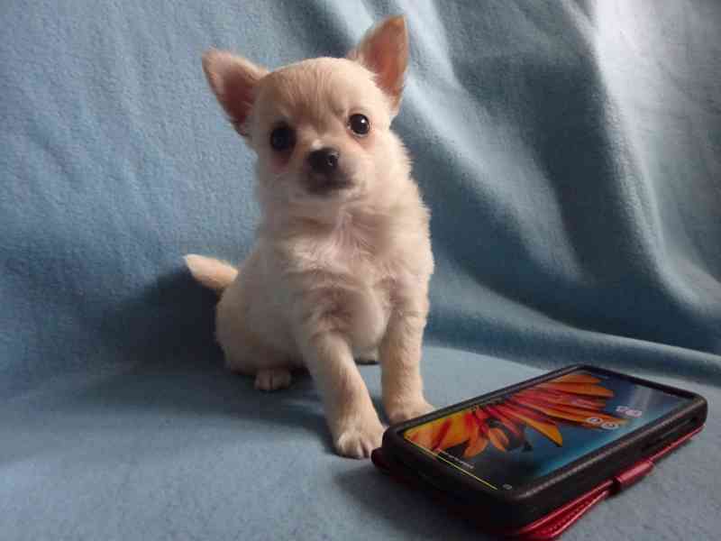  Štěňátko čivava bez PP, pejsek dlouhosrstý.  - foto 3