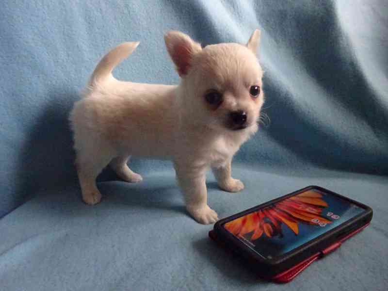  Štěňátko čivava bez PP, pejsek dlouhosrstý.  - foto 2