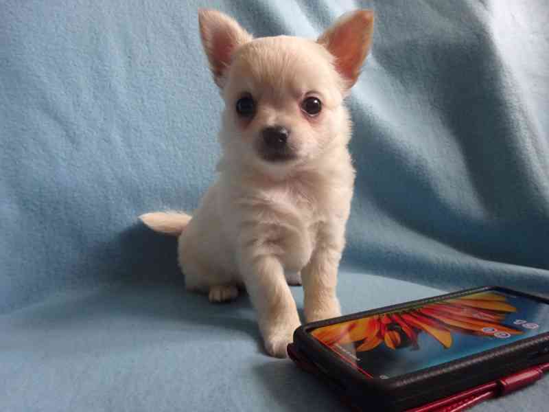  Štěňátko čivava bez PP, pejsek dlouhosrstý.  - foto 4