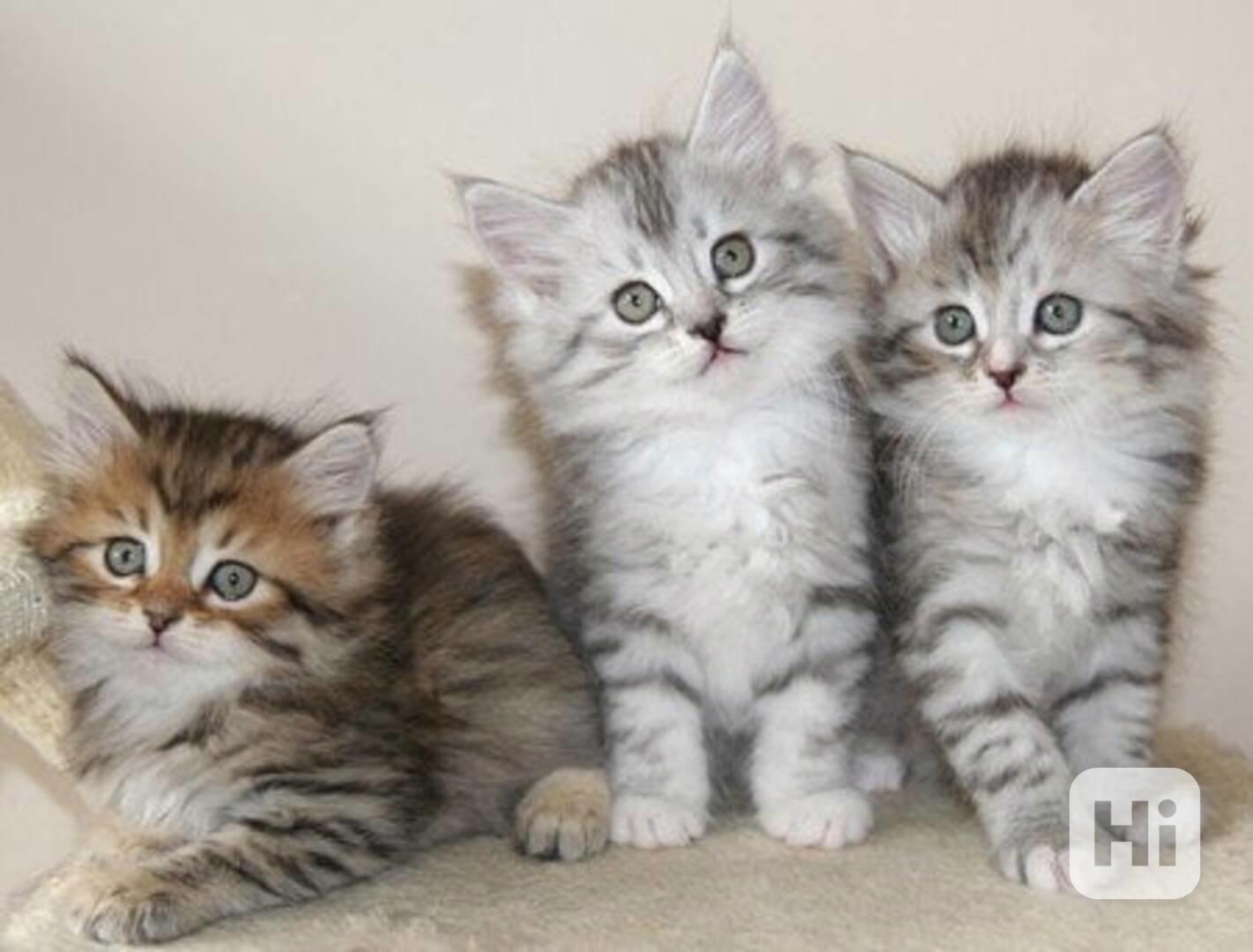 Sibiřská koťátka k adopci, - foto 1