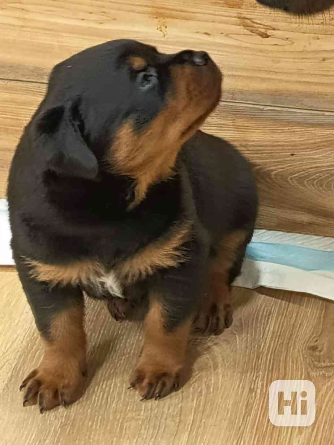 Štěňata RTW, rotvajler, rottweiler - foto 1