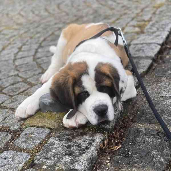 Štěně bernardina potřebuje nový domov - foto 3