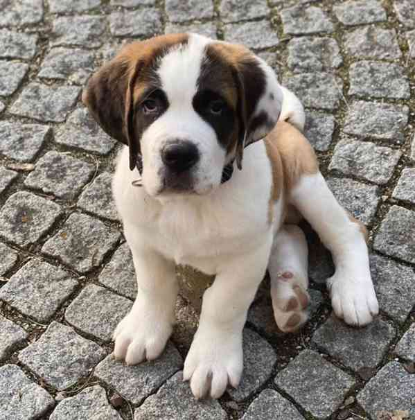 Štěně bernardina potřebuje nový domov - foto 1