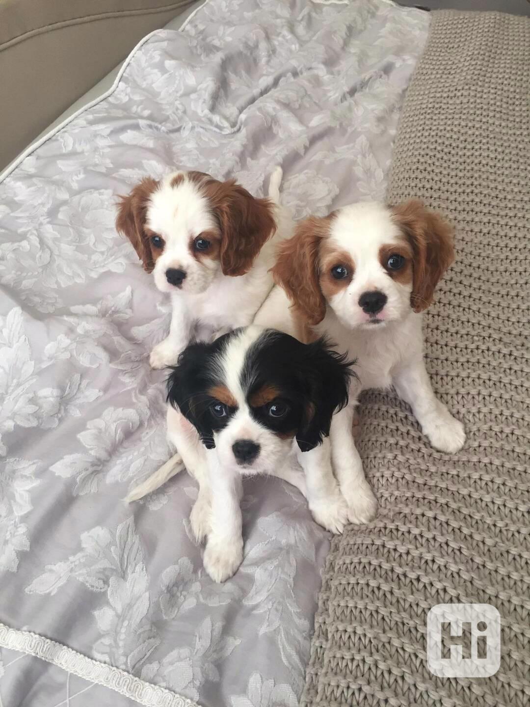 Volná štěňata kavalír King Charles španěl k adopci   - foto 1