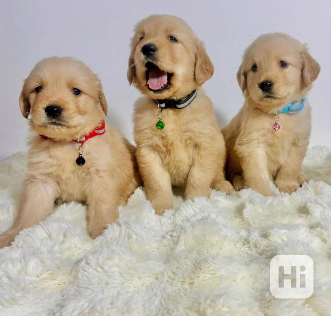 Rozkošná štěňátka zlatého retrívra - foto 1