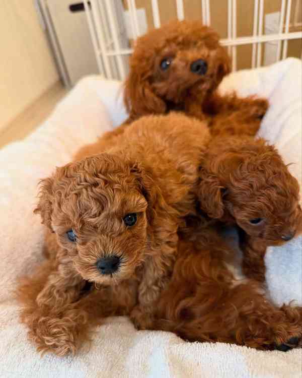 štěně cavapoo - foto 4
