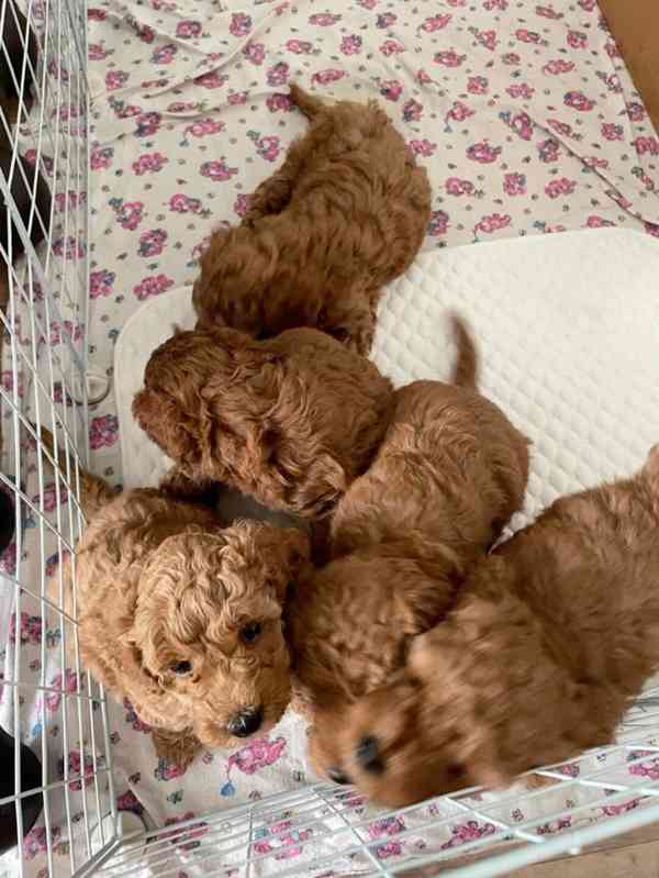 štěně cavapoo - foto 1