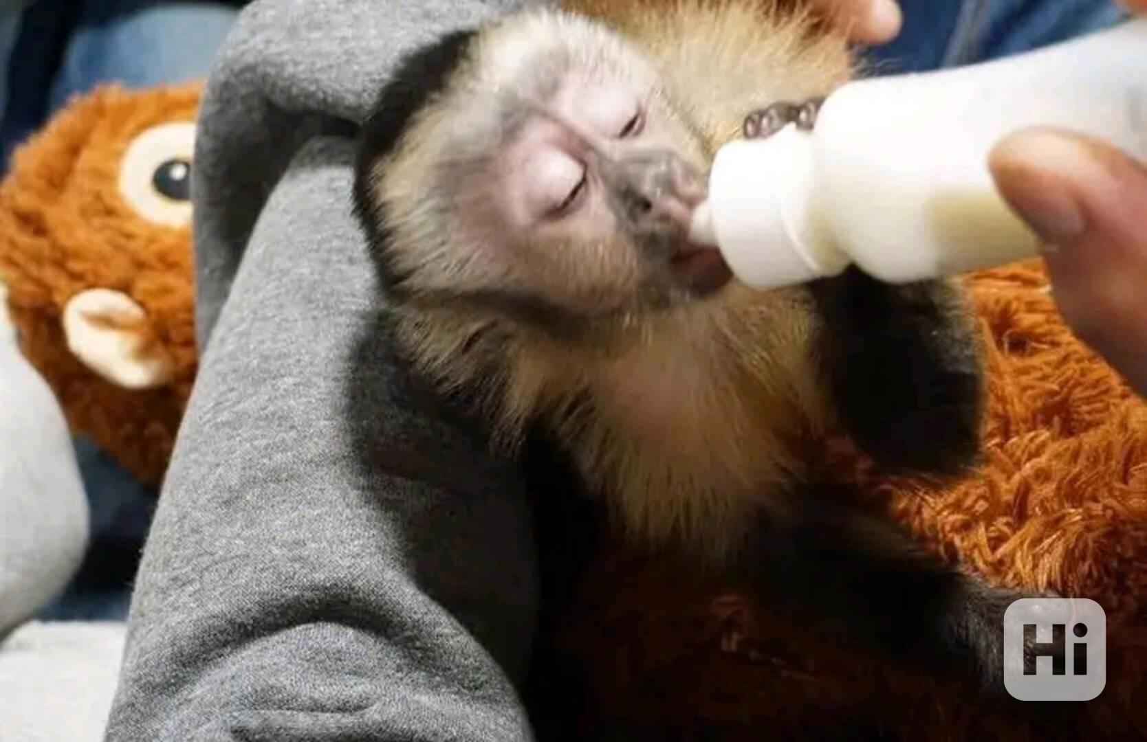  Kapucín hledá nový domov  - foto 1