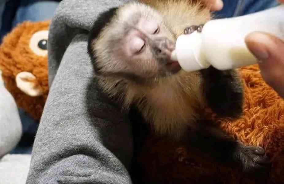  Kapucín hledá nový domov 