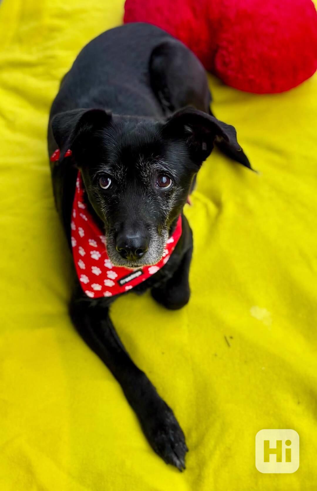 CASSYNKA - 22 kg, kastrovaná fenečka 11 let  - foto 1