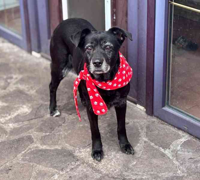 CASSYNKA - 22 kg, kastrovaná fenečka 11 let  - foto 6