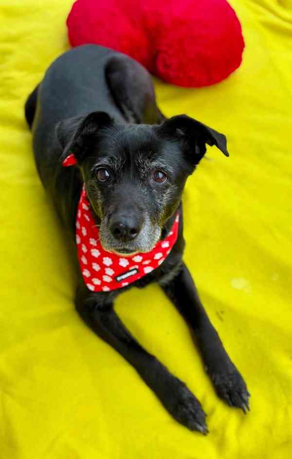 CASSYNKA - 22 kg, kastrovaná fenečka 11 let  - foto 2