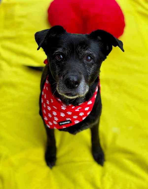 CASSYNKA - 22 kg, kastrovaná fenečka 11 let  - foto 3