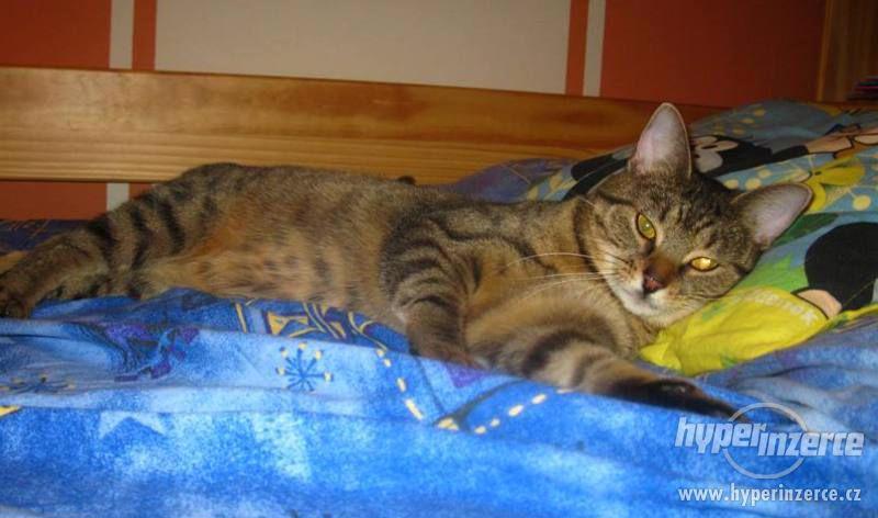 DVA ÚŽASNÍ KOCOURCI - foto 2