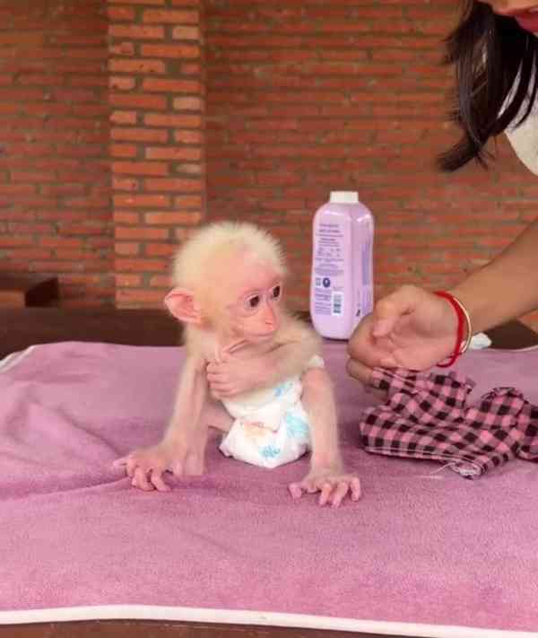 🌿🐒 Rozkošné kapucínské opice k dispozici! 💕 - foto 1