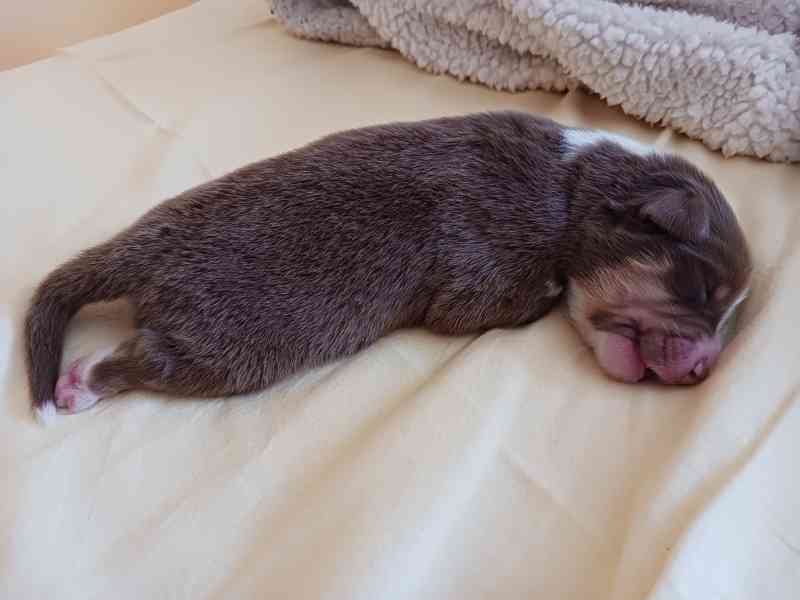 Štěňata australského ovčáka - foto 4