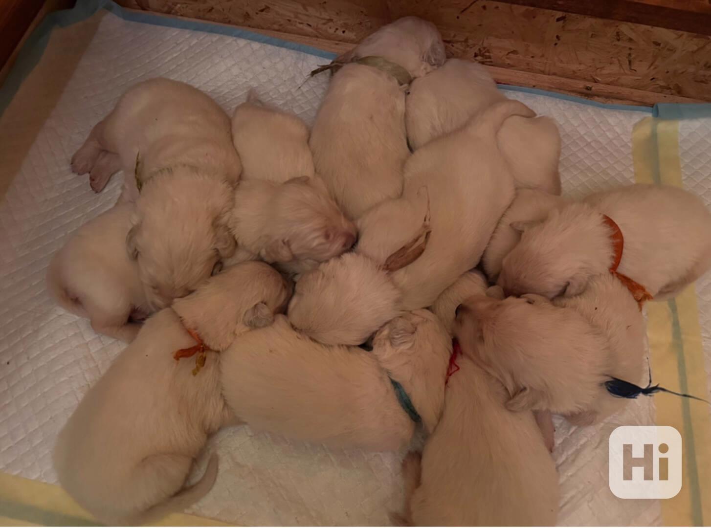 Slovenský čuvač - štěňátka s PP - foto 1