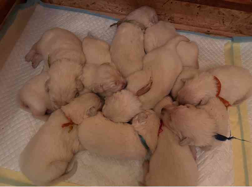 Slovenský čuvač - štěňátka s PP - foto 1