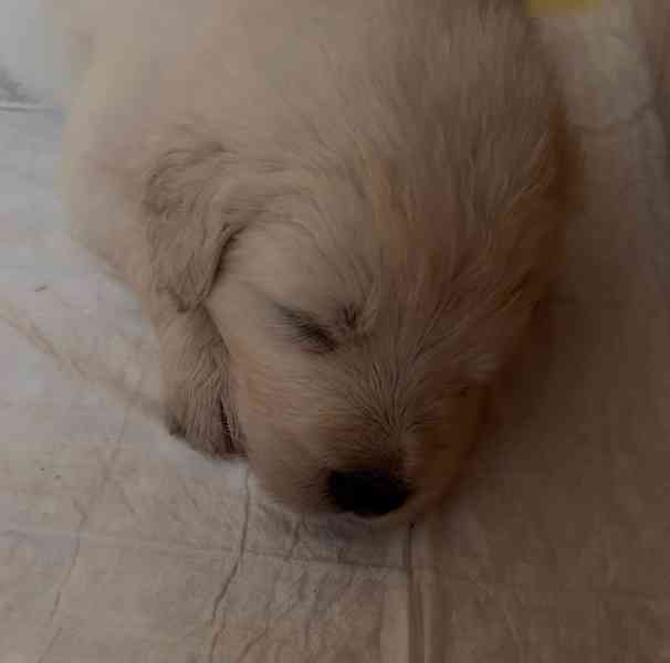 Slovenský čuvač - štěňátka s PP - foto 3