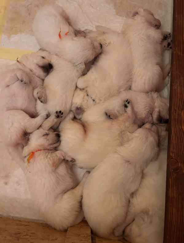 Slovenský čuvač - štěňátka s PP - foto 2