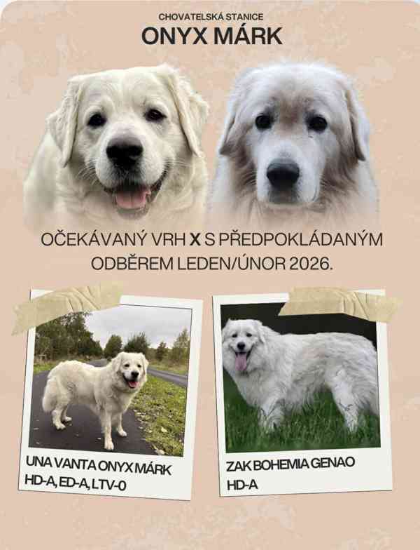 Slovenský čuvač - štěňátka s PP - foto 4