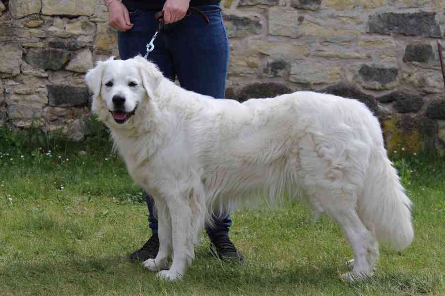 Slovenský čuvač - štěňátka s PP - foto 5