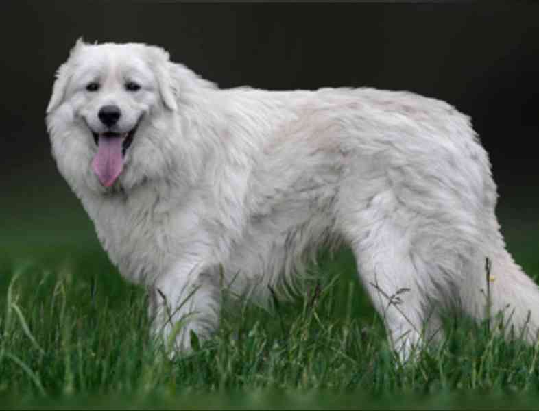 Slovenský čuvač - štěňátka s PP - foto 6