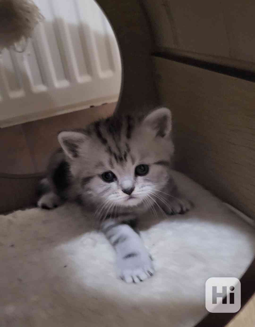 Britská koťátka WHISKAS - foto 1