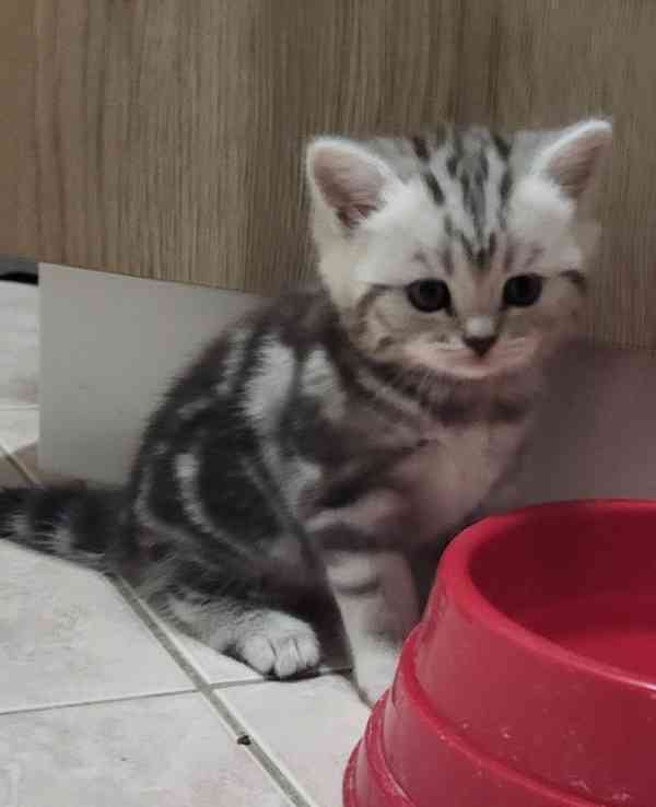 Britská koťátka WHISKAS - foto 3
