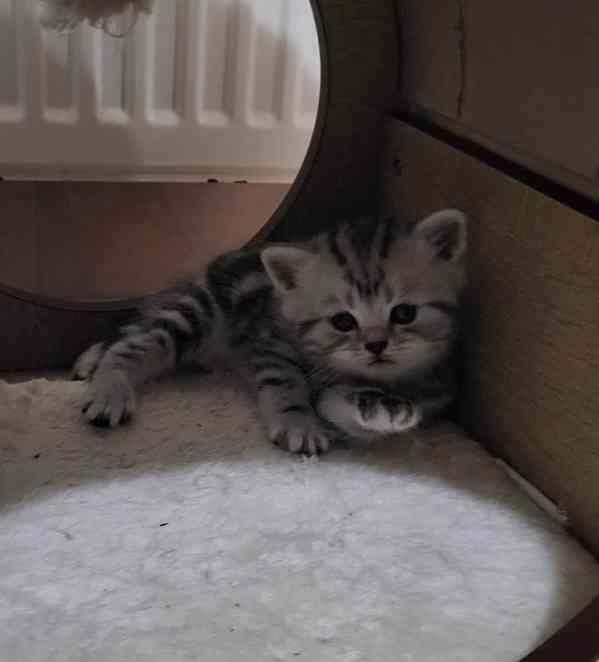 Britská koťátka WHISKAS - foto 2