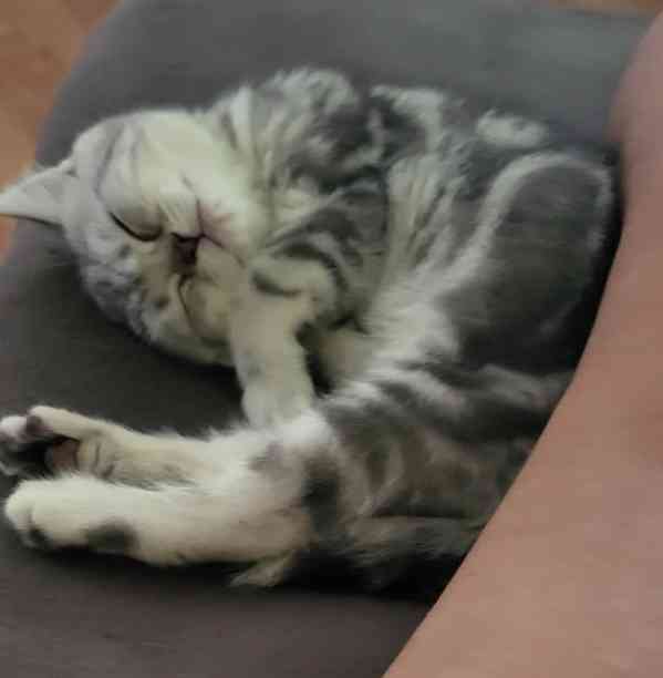 Britská koťátka WHISKAS - foto 5