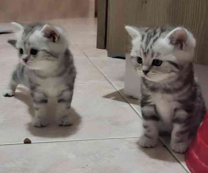 Britská koťátka WHISKAS - foto 4