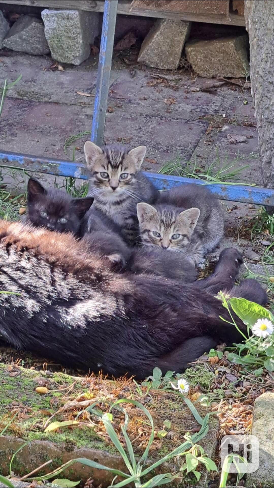 Koťata (možné po jednom) - foto 1