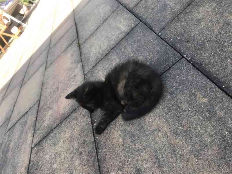 Koťata (možné po jednom) - foto 3