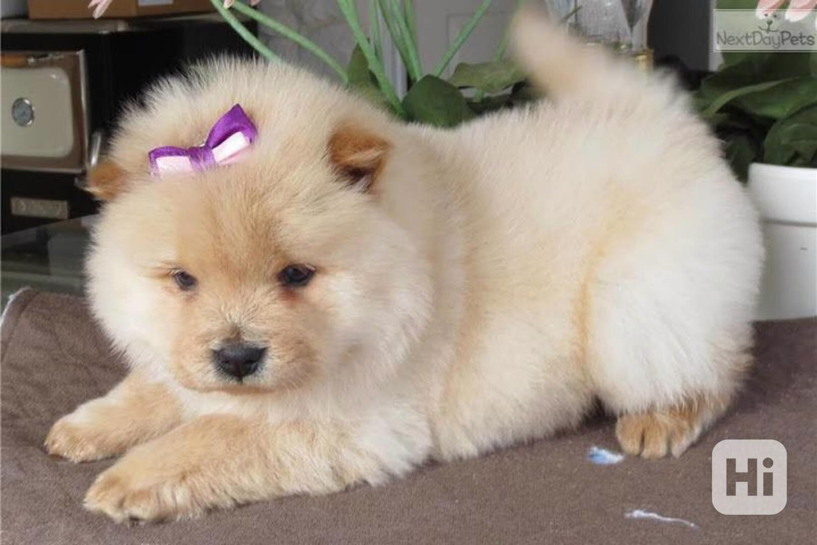 Prodám velmi hravá štěňata čau-čau - foto 1