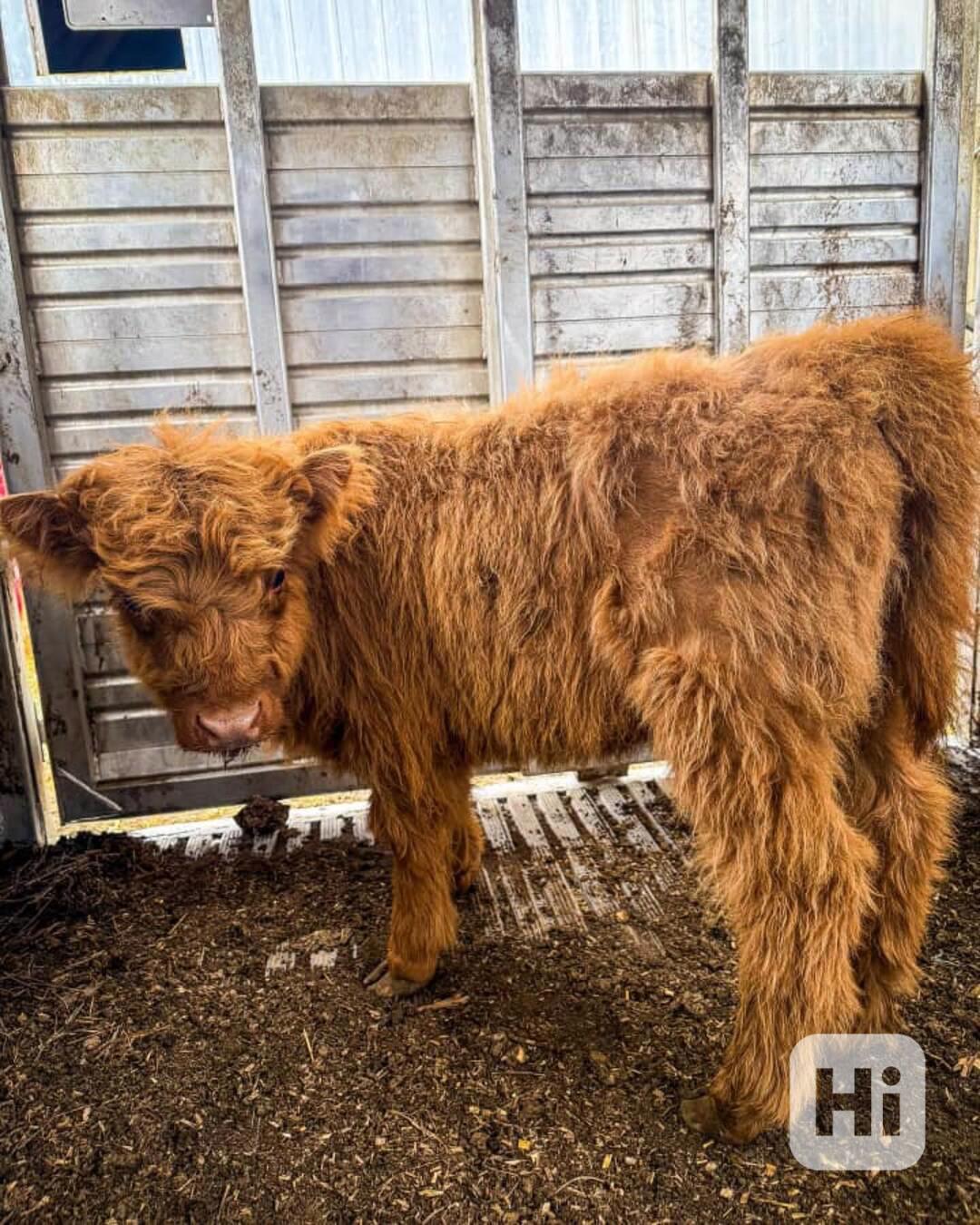 💛 Mini skotská telata - foto 1