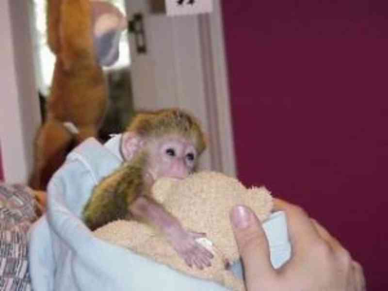 Mimořádně krásné kapucínské opice pro vás