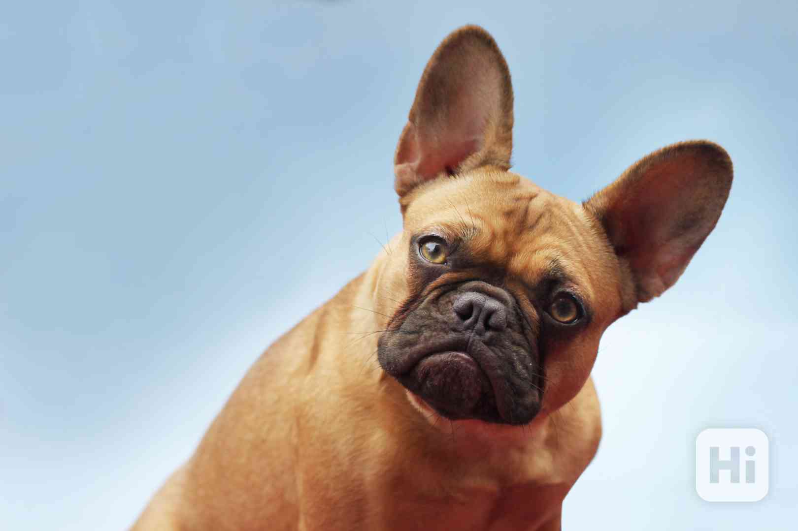 French bulldog  - foto 1
