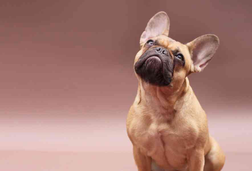French bulldog  - foto 3
