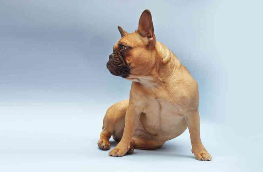 French bulldog  - foto 2