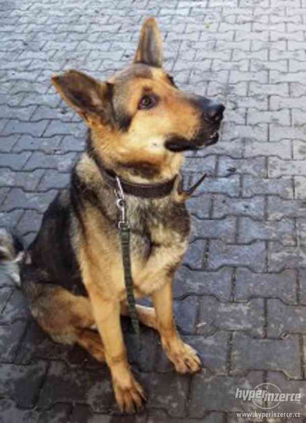 Kříženec německého ovčáka (4letý), - foto 1