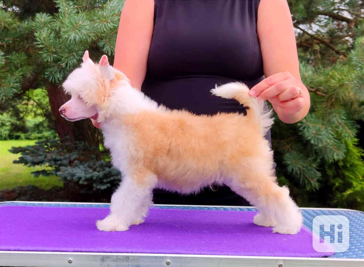 Čínský chocholatý pes - labutěnka s PP - foto 1