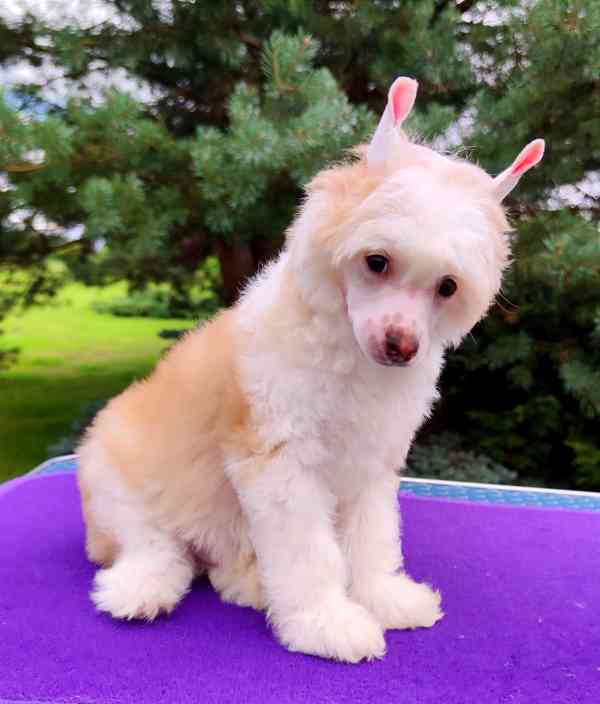 Čínský chocholatý pes - labutěnka s PP - foto 3