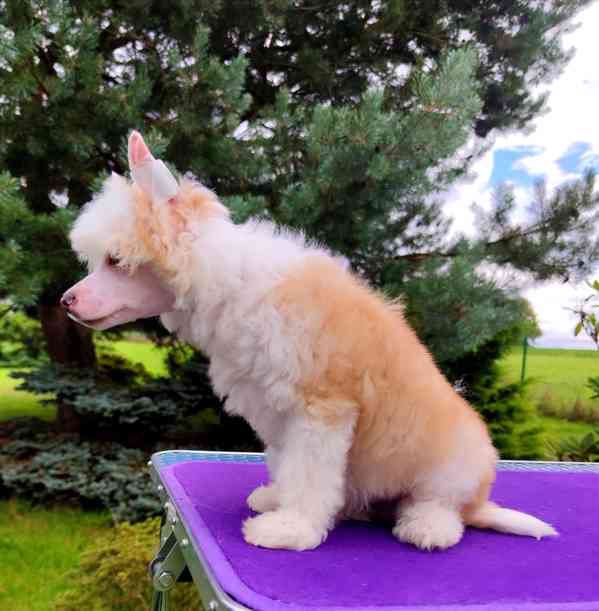 Čínský chocholatý pes - labutěnka s PP - foto 4