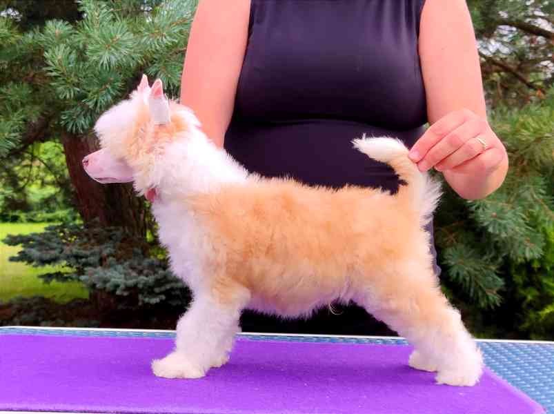 Čínský chocholatý pes - labutěnka s PP - foto 5