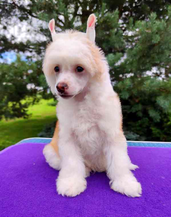 Čínský chocholatý pes - labutěnka s PP - foto 2