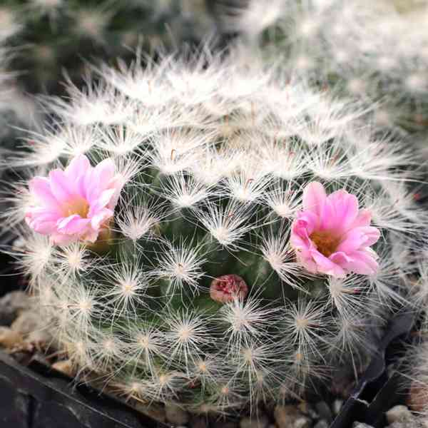 kaktus Echinocereus glassii